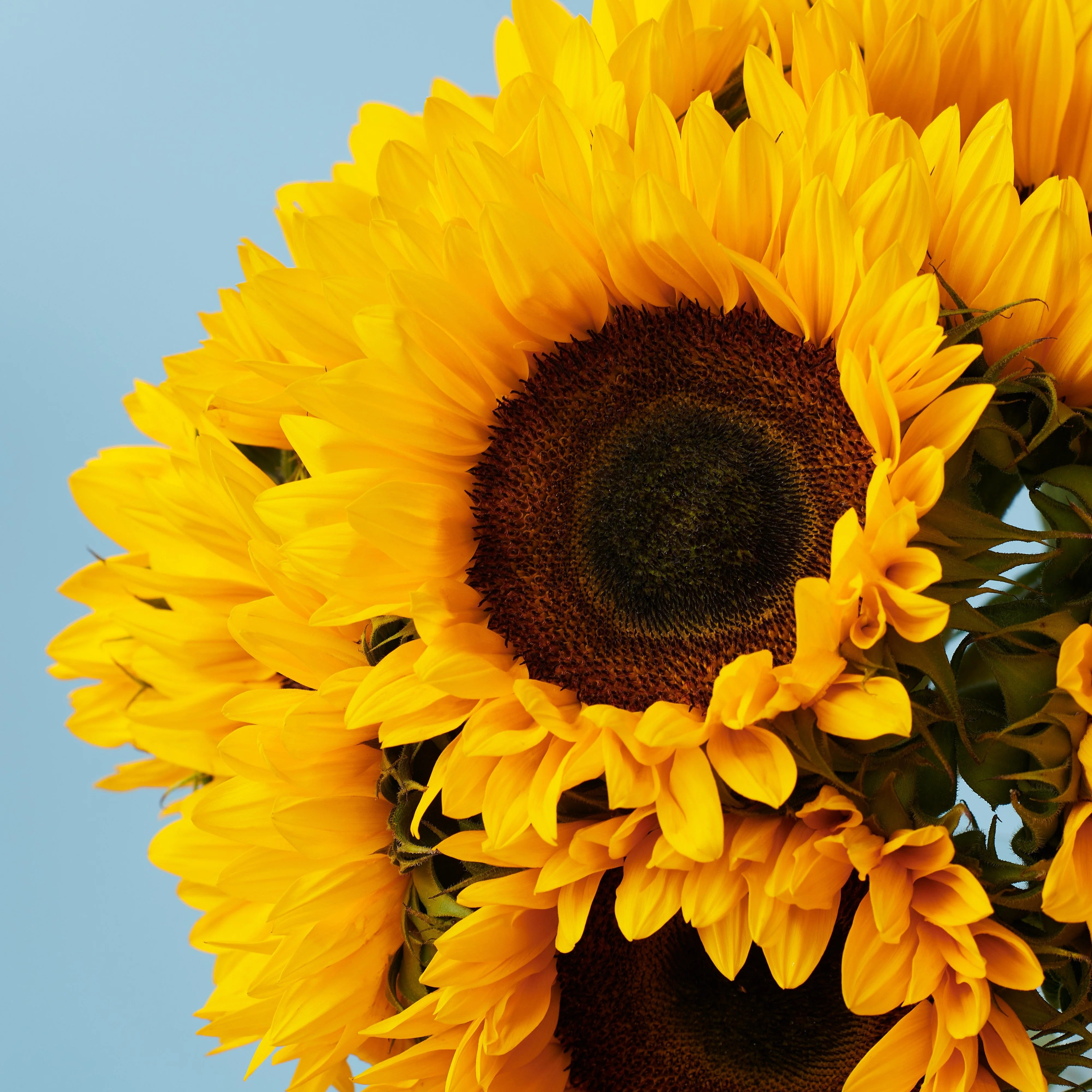 10 Sunflowers - Image 3