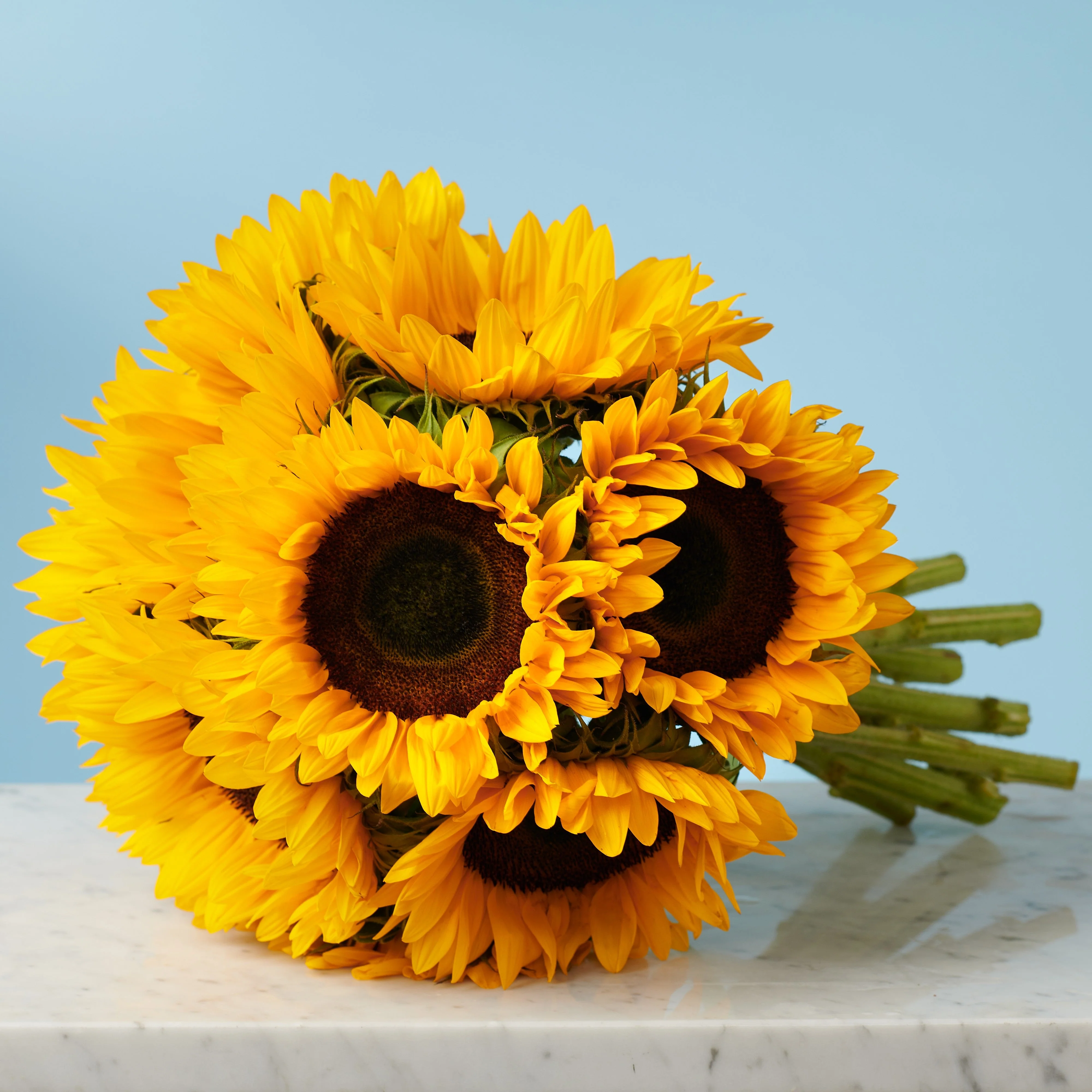 10 Sunflowers - Image 4