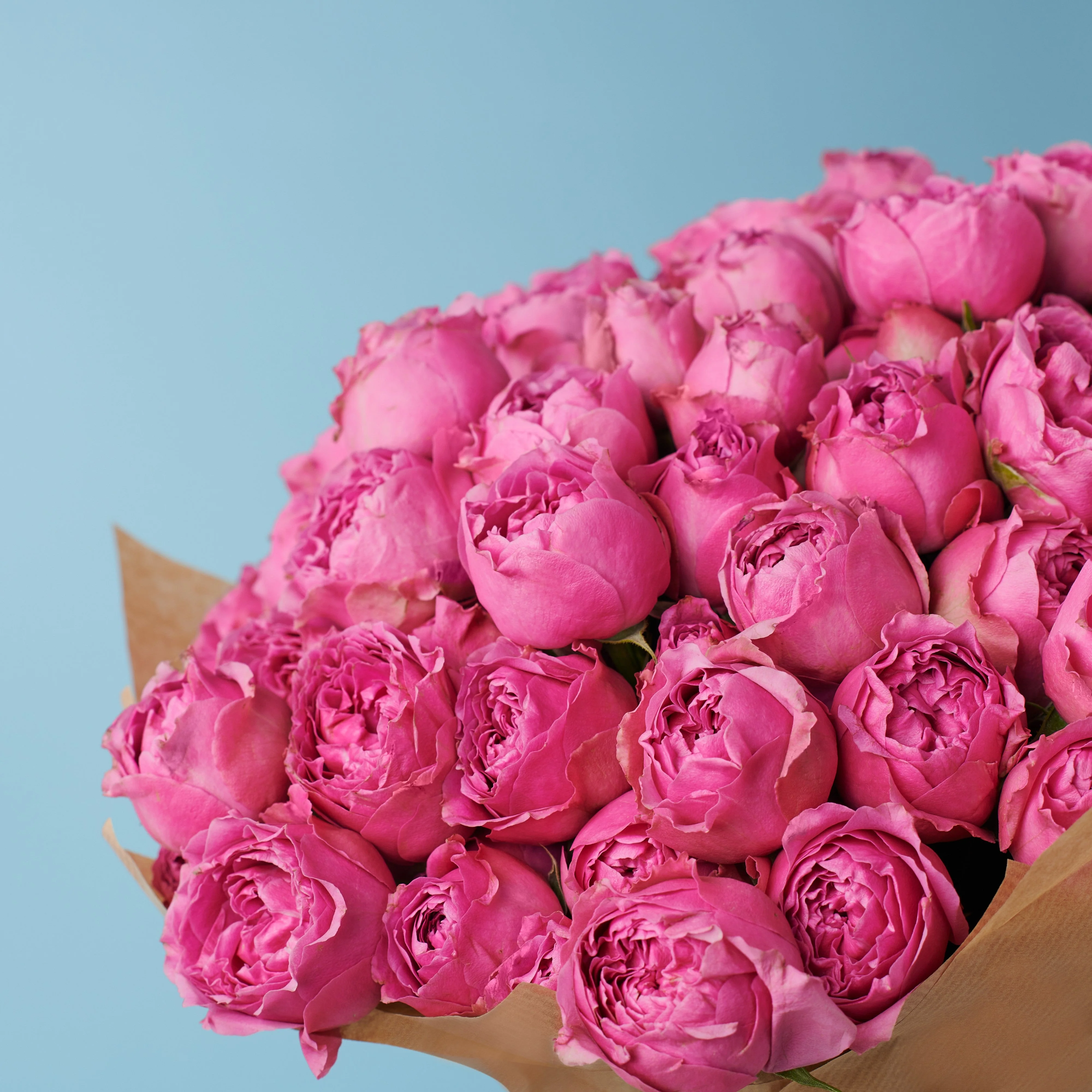 20 Peony Pink Roses - Image 3