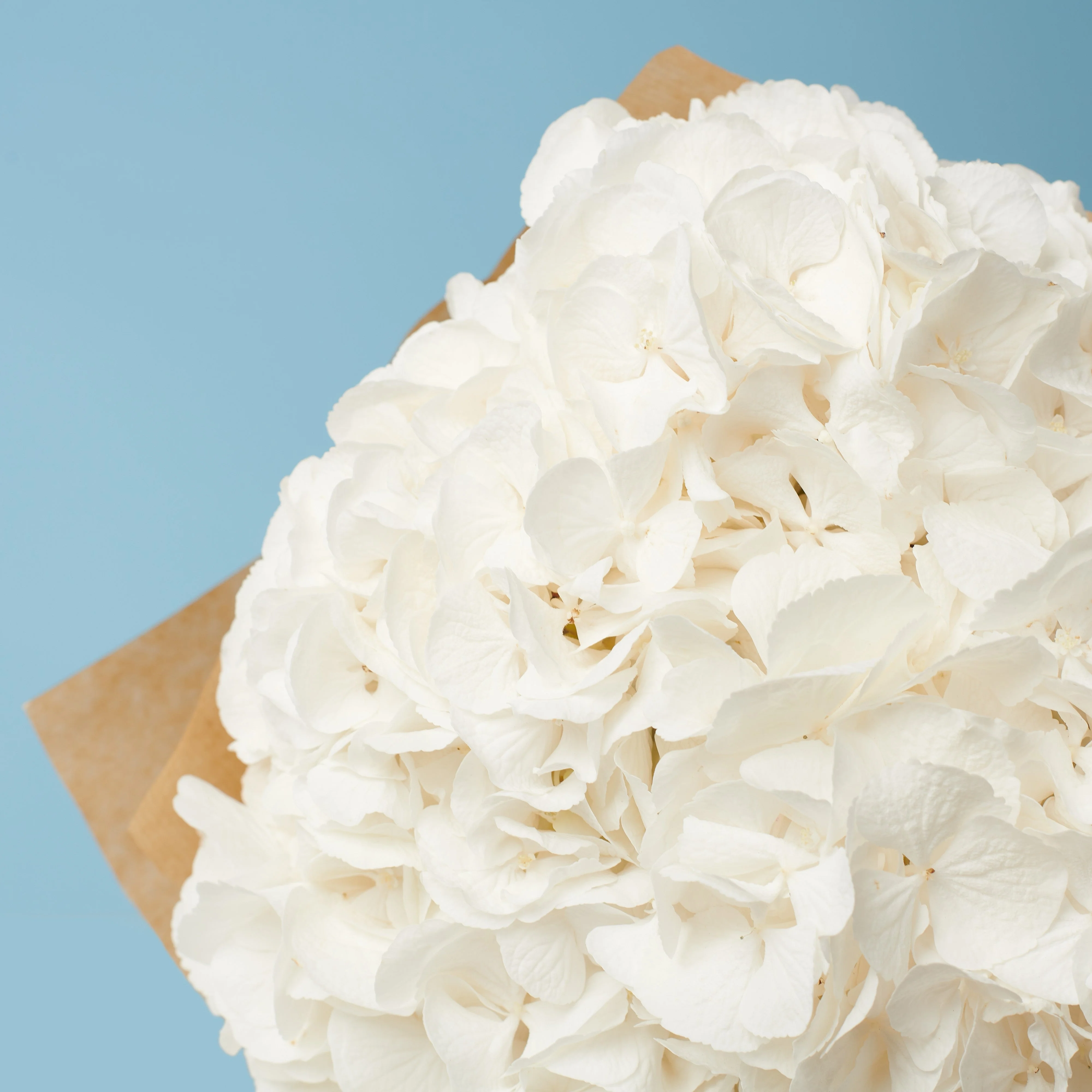 3 White Hydrangeas - Image 2