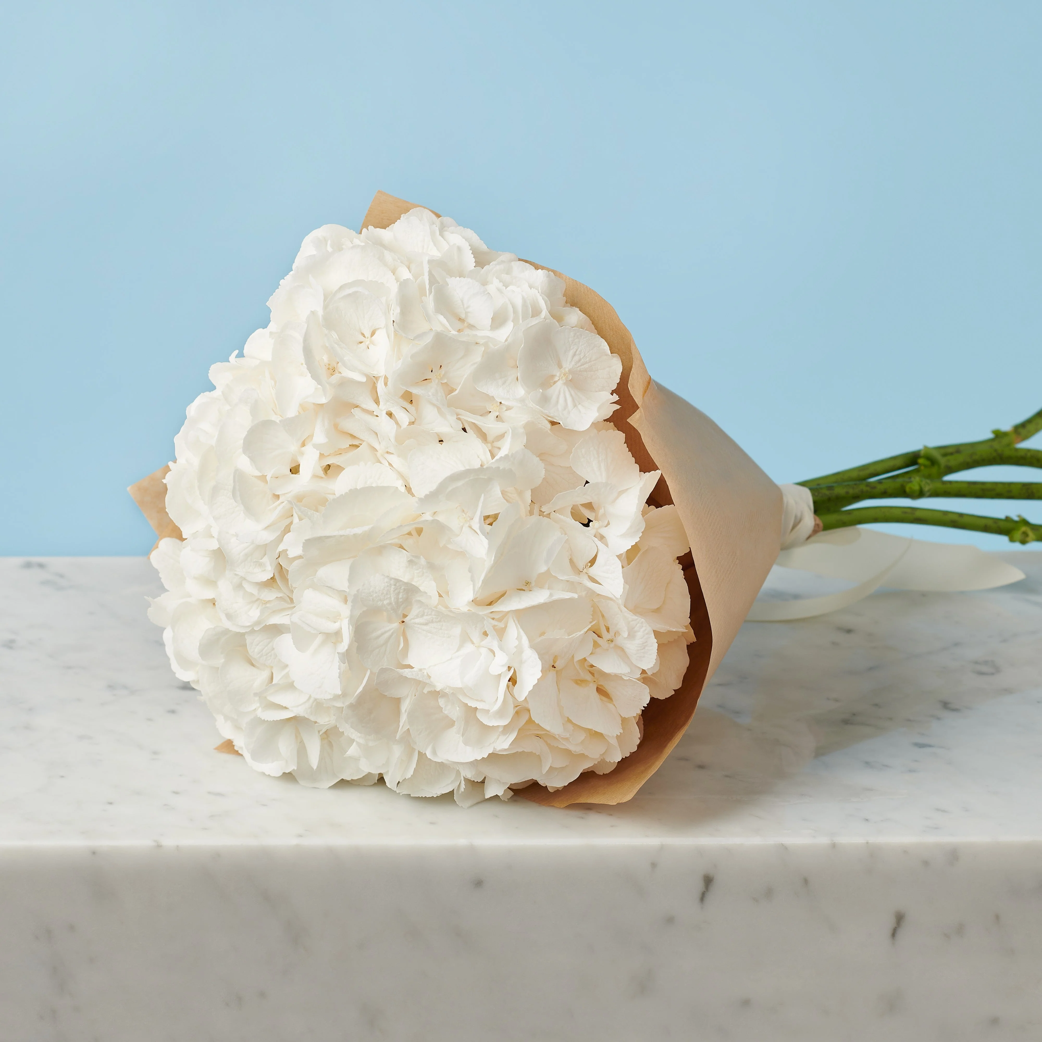 3 White Hydrangeas - Image 3