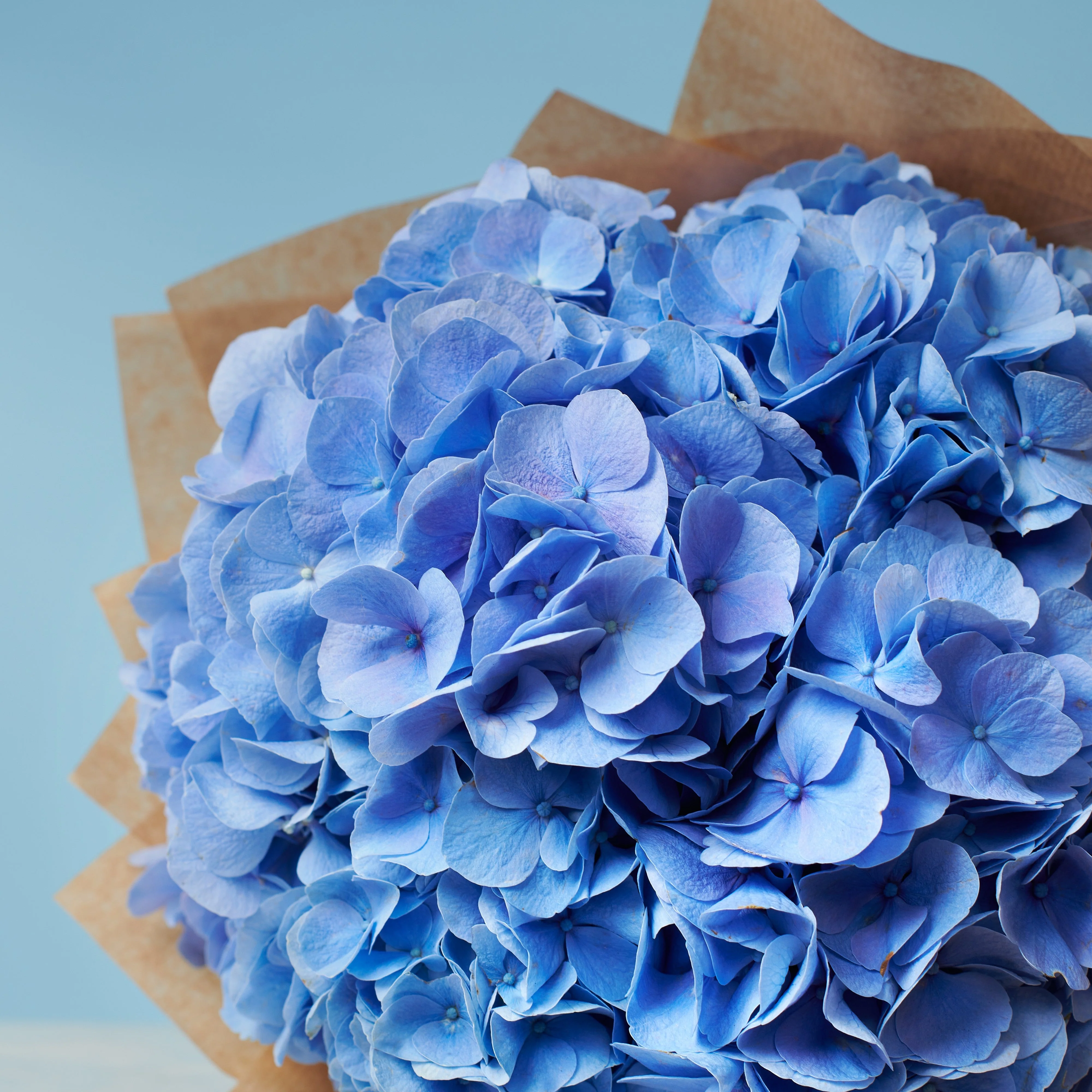 5 Blue Hydrangeas - Image 2