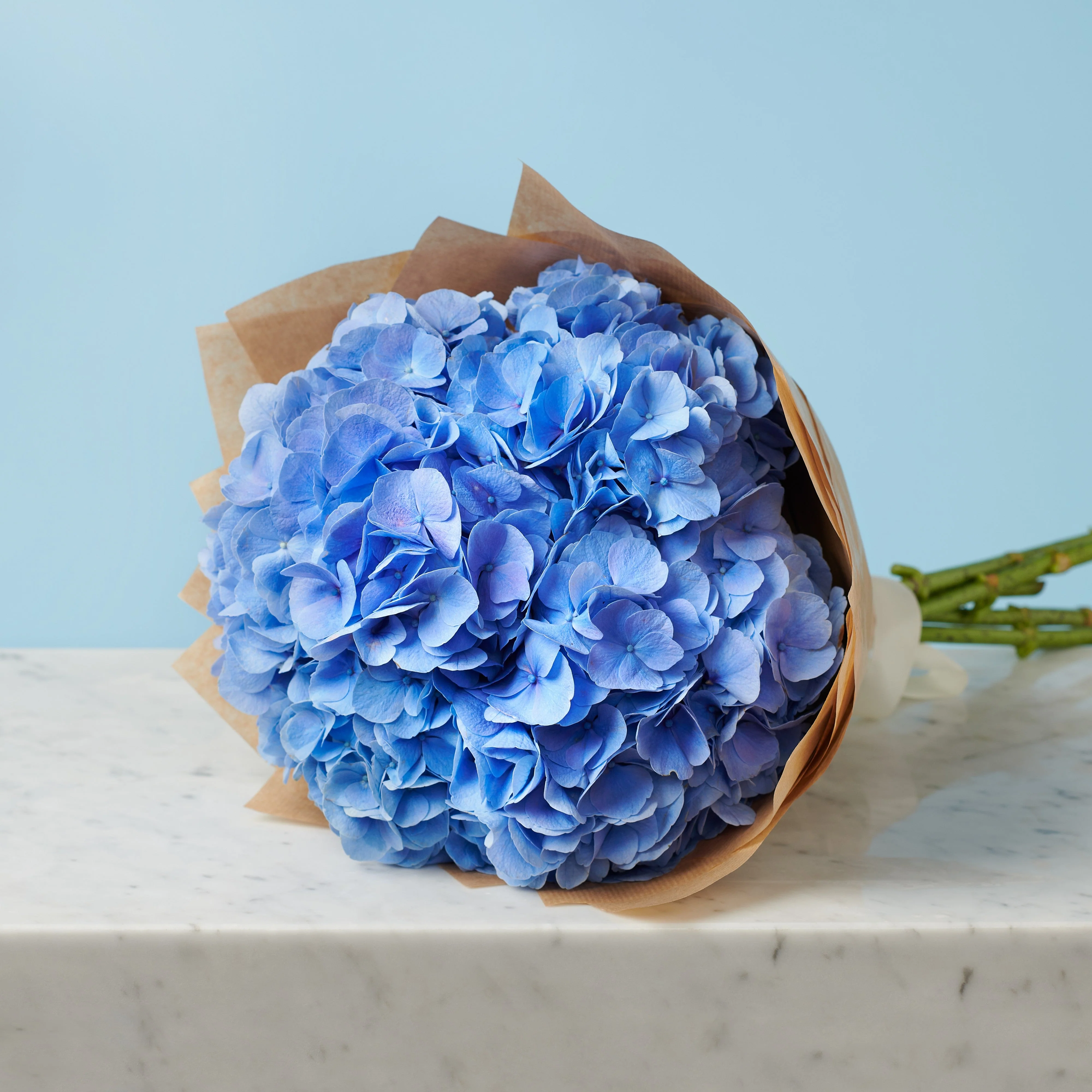 5 Blue Hydrangeas - Image 3