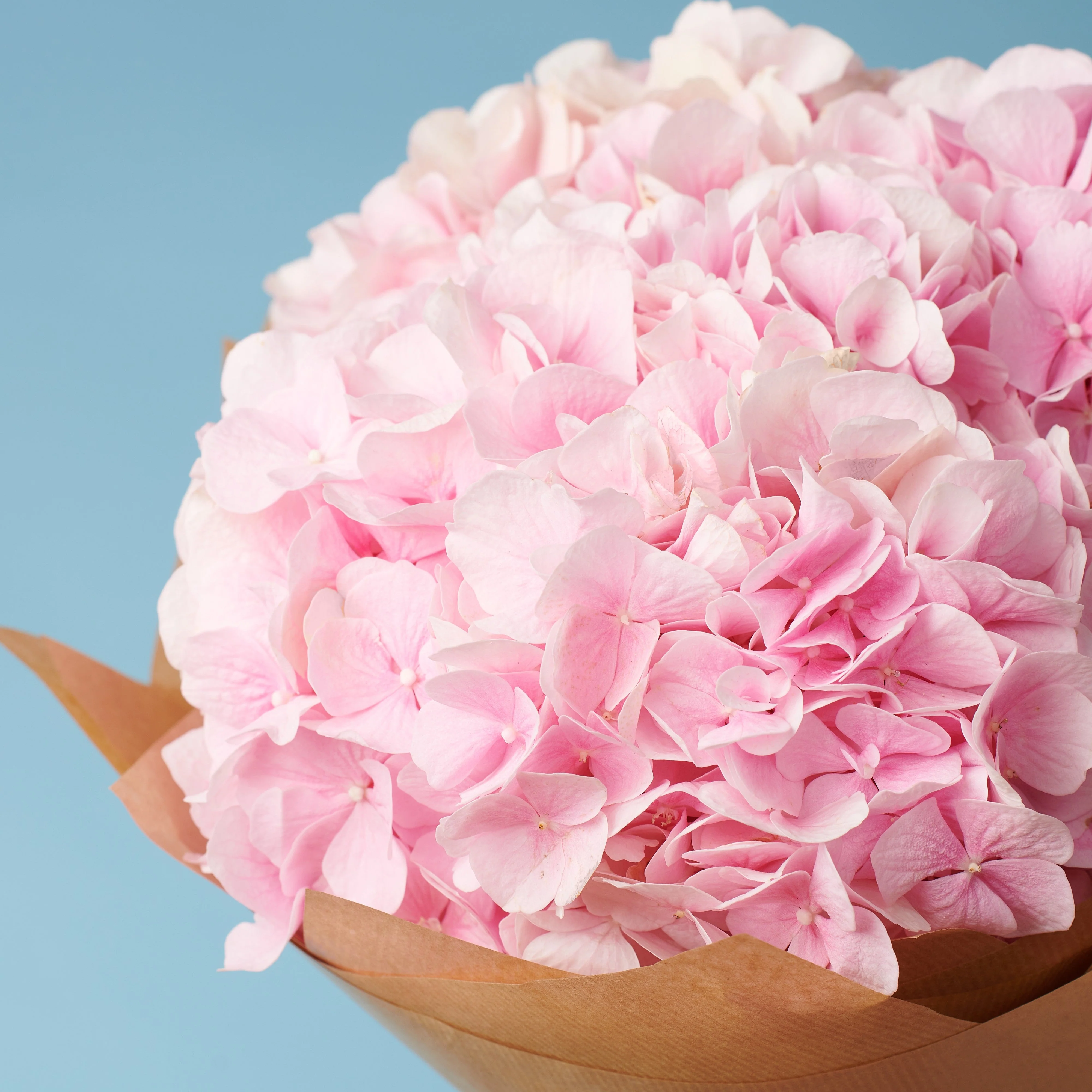 5 Pink Hydrangeas - Image 3