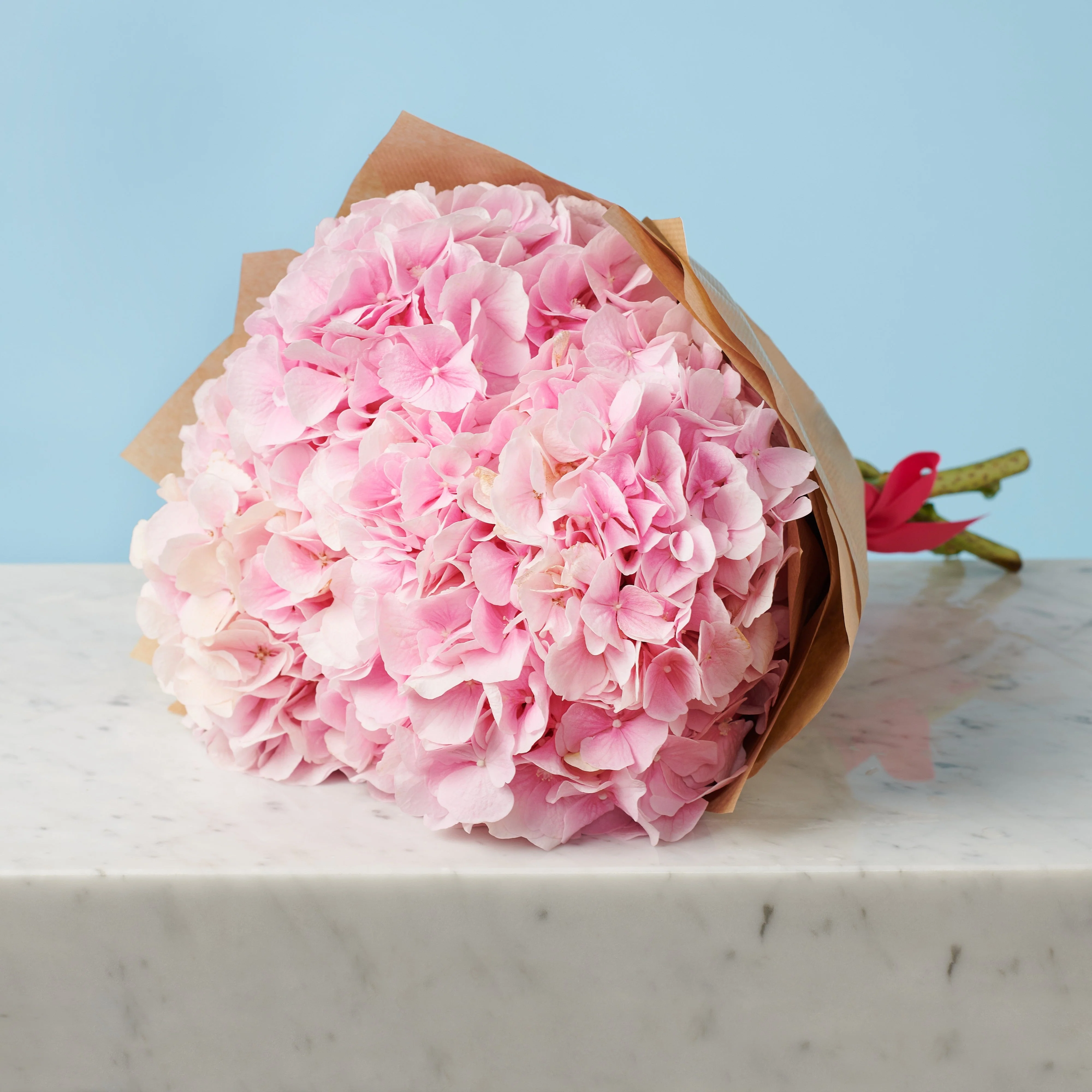 5 Pink Hydrangeas - Image 4