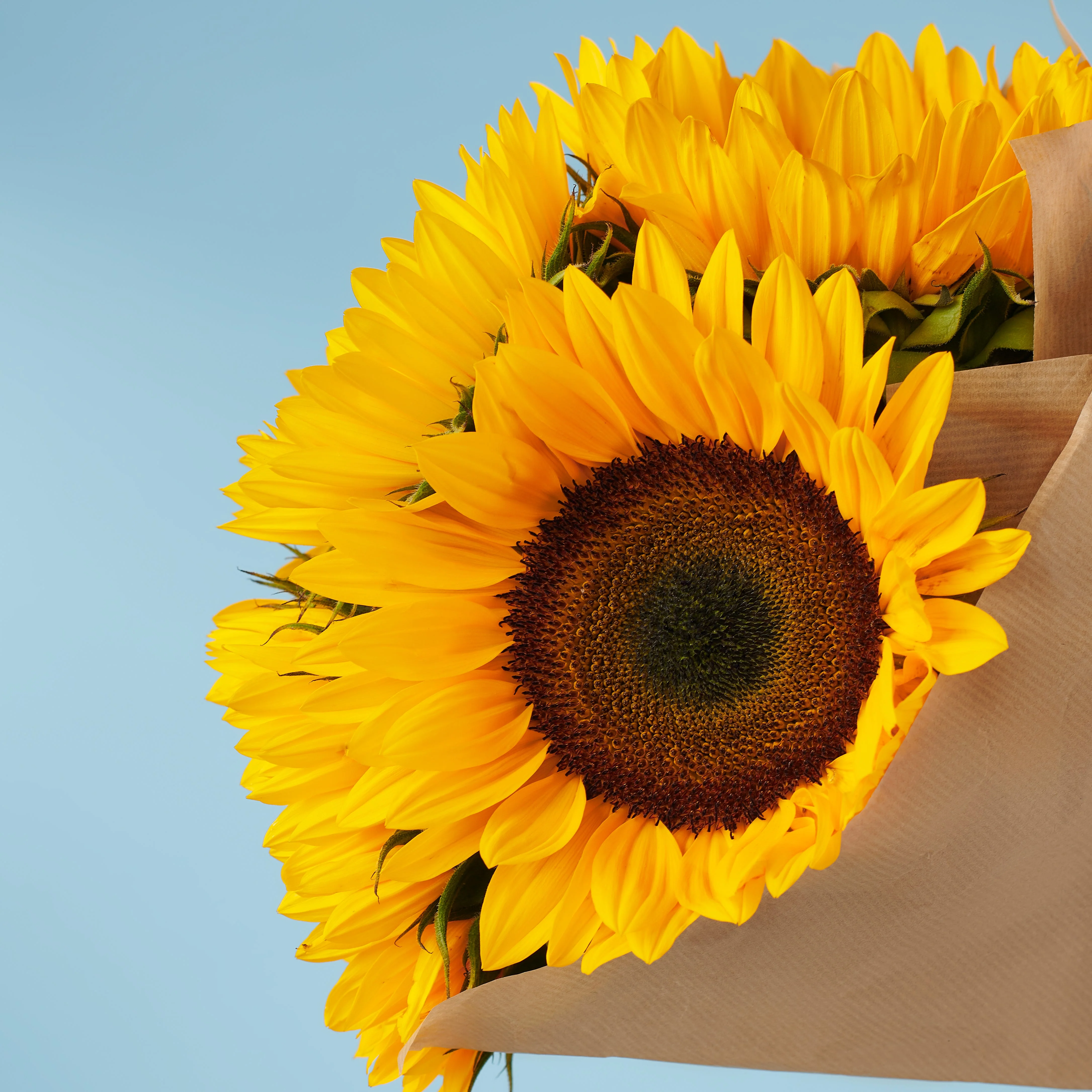 5 Sunflowers - Image 2