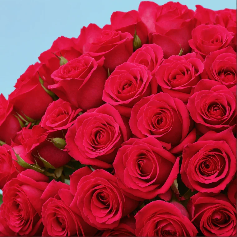Bouquet of roses - Image 107