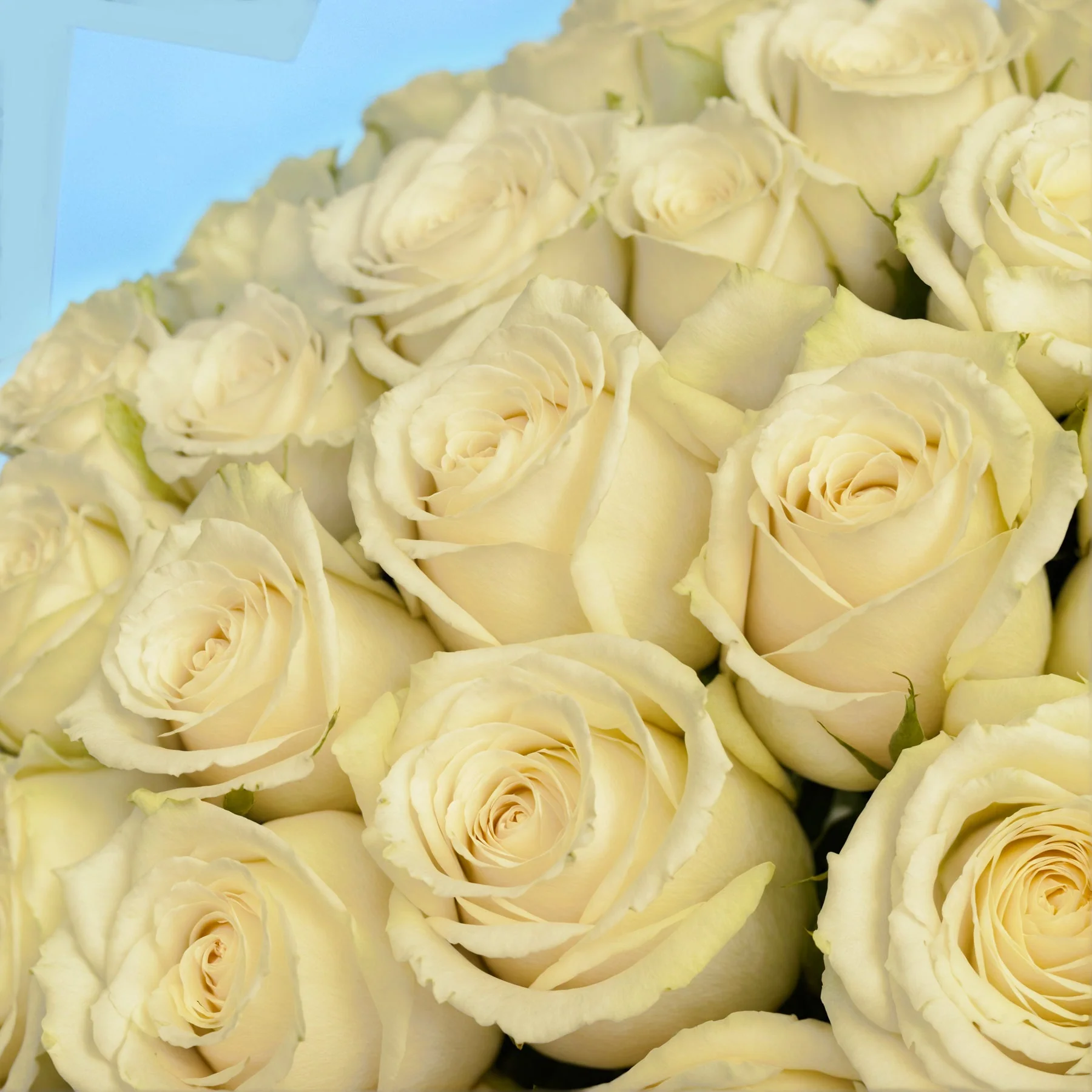 Subscription Bouquets - Image 42
