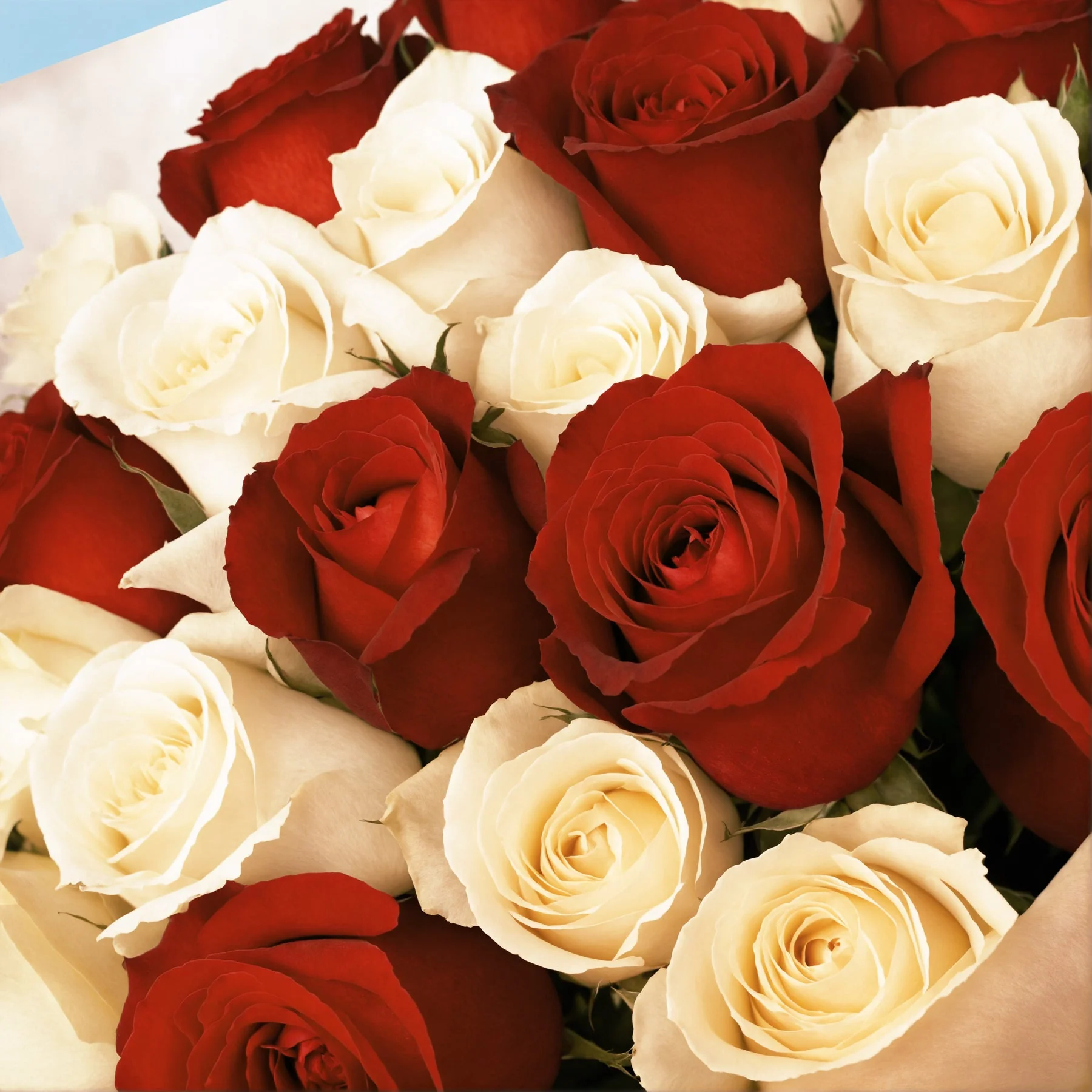 20 White and Red Roses - Image 4